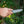 Cargar imagen en el visor de la galería, Cuchillo Tops de hoja fija mod. BAJA 4.5
