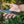 Cargar imagen en el visor de la galería, Cuchillo Tops de hoja fija mod. BAJA 4.5
